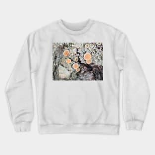 Lichen on a tree bark Crewneck Sweatshirt